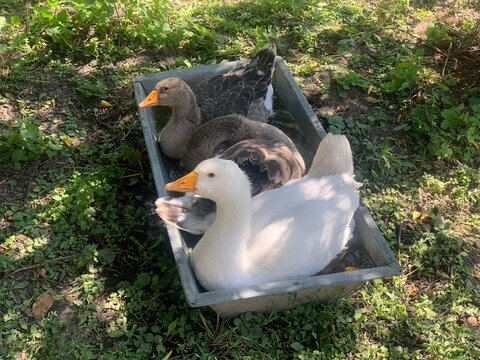Three domestic geese relaxing and bathing in a metal water trough outdoors on a rural farm. White and gray geese enjoying a sunny day surrounded by natural vegetation. Concept of poultry farming, anim