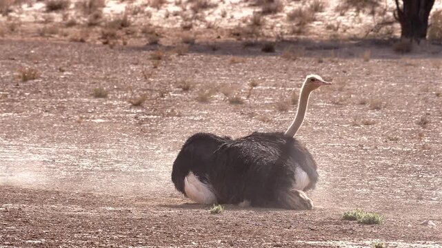 ostrich, Struthio camelus, dust bathing 522, 
