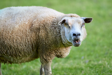 Obraz premium A curious sheep bleats loudly in a vibrant green pasture, looking directly at the viewer with an open mouth, showcasing its thick, creamy wool.