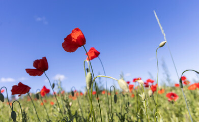 Obraz premium Beautiful red poppy flowers in a green summer field against clear blue sky