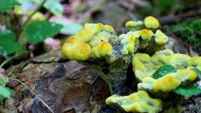 Macro shot of an unusual wild mushroom with a bright yellow color growing on an old stump in a damp forest. Detailed view of the bizarrely shaped forest fungus among fallen leaves and green moss.