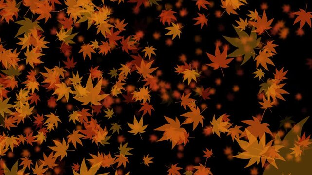 紅葉 もみじ 大 回転ランダム 紅葉色02 パターン01 ループ 10秒（透過背景）