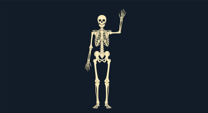 Human skeleton model with one arm waving friendly on a dark blue background for Halloween decoration.