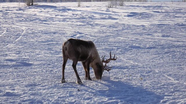 Majestic reindeer digging through the deep snow with their hooves and muzzles, searching for lichen and plants to eat during a cold. Sunny winter day in natural arctic habitat
