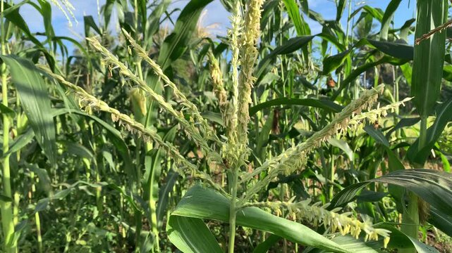 A honeybee approaches the male flower of a corn plant in search of nectar. Honeybees play a vital role in the natural pollination process of corn plants. This process takes place in an agricultural se