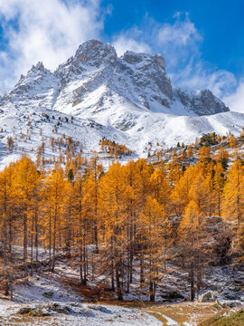 Mountain peaks covered in snow rising above vibrant autumn larch forest in Claree Valley. Early winter in the Hautes-Alpes, French Alps. Cerces Massif, France