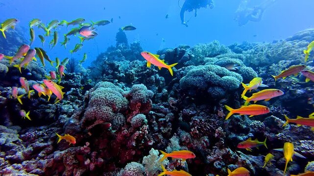 Swimming school of fish, deep coral reef. Fish in the sea under the diving light, underwater video from the reef. Marine life, scuba diving video from the deeper reef.