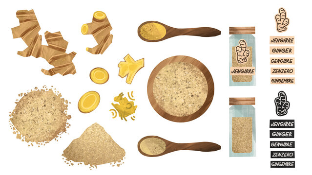 Ginger Isolated Illustration Set Fresh Root, Powder & Slices