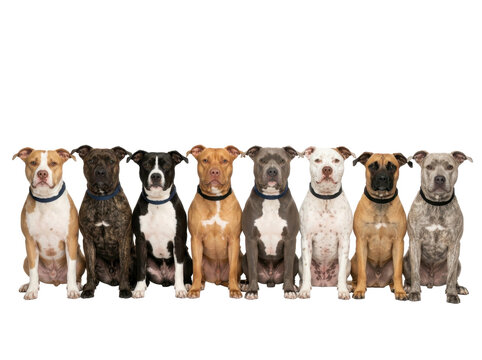 A diverse group of seven american pit bull terriers sits obediently in a studio portrait against a clean white background.
