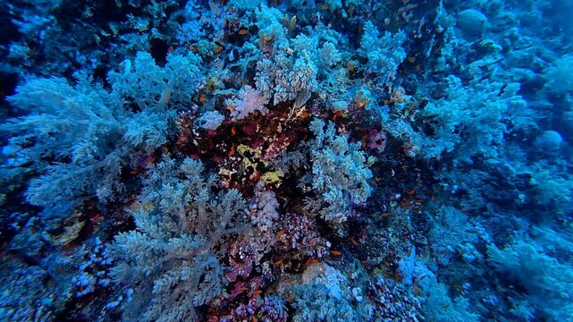 Deep coral reef, corals and various swimming fish. Scuba diving trip, reefs in the ocean and fish. Underwater video, tropical marine life and reef. Tropical biodiversity, endangered ecosystem. 