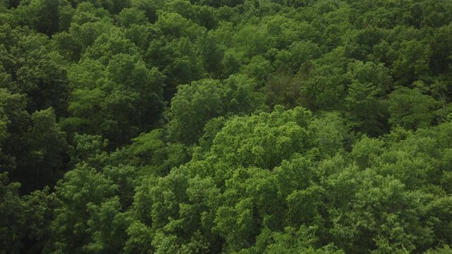 An aerial Flyover of trees in a densely wooded landscape near La Grange, Kentucky
