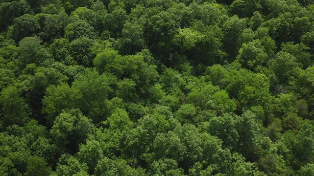 An aerial Flyover of trees in a densely wooded landscape near La Grange, Kentucky