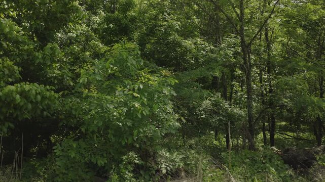 An aerial Flyover of trees in a densely wooded landscape near La Grange, Kentucky