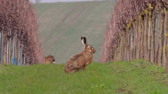 Brown Hare framed between row of vines with the English countryside in the background