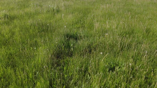 An aerial flyover close up of grass and flowers in a meadow, Kamas, Utah