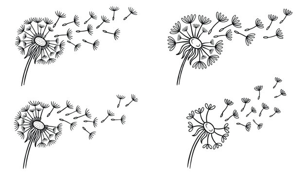 Black and white dandelion with blowing seeds, vector illustration.