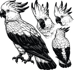 Detailed black and white ink illustration featuring several majestic cockatoo birds displayed in various poses on a clean white background © Raihan
