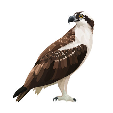 Minimal 2D flat vector of a Osprey, icon-style illustration on a white background