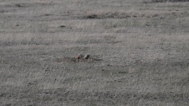 Badger in the Canadian prairies in the spring