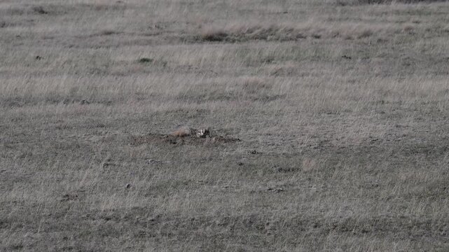 Badger in the Canadian prairies in the spring