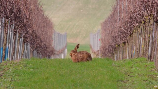 Brown hare sits between vines in the English countryside
