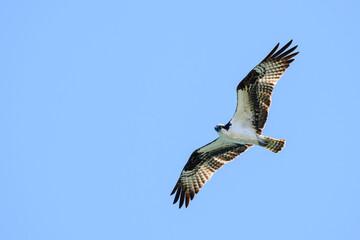 Fototapeta premium Osprey Pandion haliaetus hunts with wings spread and feather detail against blue sky