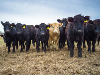 cows on the farm © Jangwook