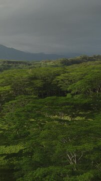 An aerial flyover vertical video of Monkey Pod trees, Kauai, Hawaii