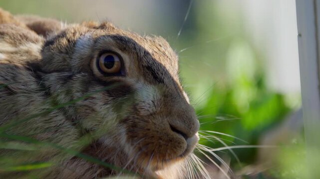 Close up of a Brown hare in the English countryside