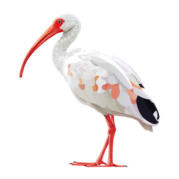 Flat 2D Ibis vector illustration, icon graphic on white background