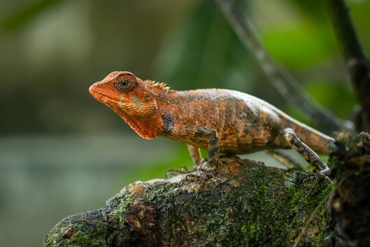 Oriental garden lizard on a mossy branch