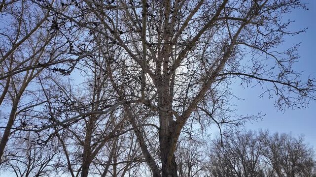 Thousands of bees pollinating a tree