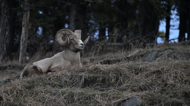 Bighorn rams in the Canadian Rockies