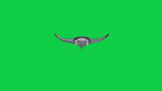 5 Manta Ray Front View Camera Pass Animation Pack &ndash; Solo, Camera Pass, Pod &ndash; Green Screen Overlay Graphic Element