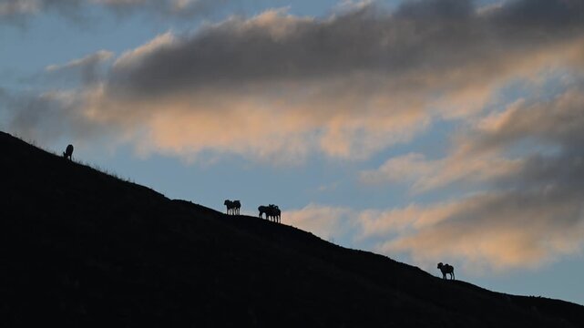 Bighorn rams in the Canadian Rockies