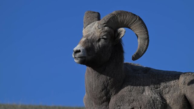 Bighorn rams in the Canadian Rockies