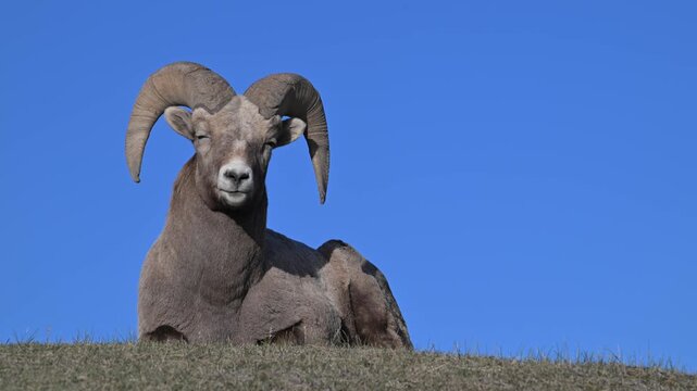 Bighorn rams in the Canadian Rockies