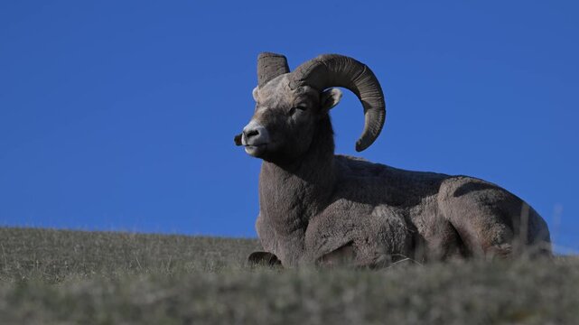 Bighorn rams in the Canadian Rockies