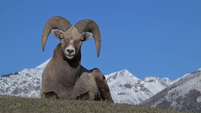 Bighorn rams in the Canadian Rockies