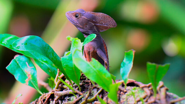 A brown lizard with a prominent crest perched on a plant.