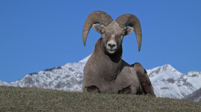 Bighorn rams in the Canadian Rockies