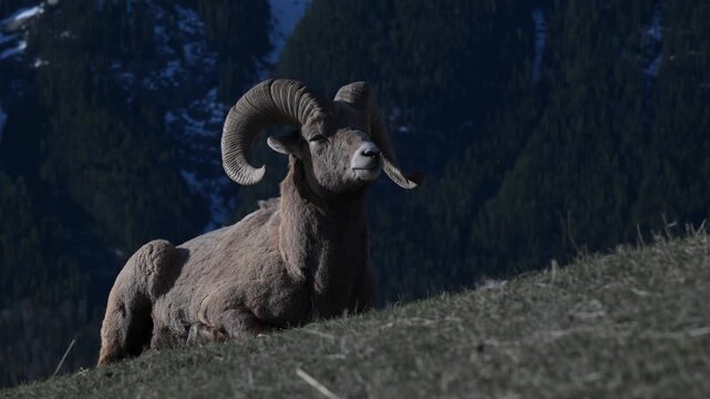Bighorn rams in the Canadian Rockies