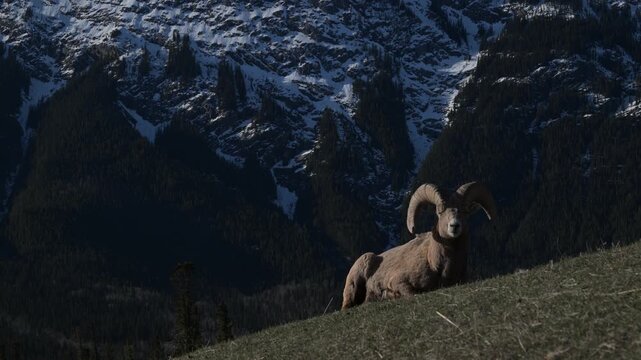 Bighorn rams in the Canadian Rockies