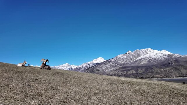 Bighorn rams in the Canadian Rockies