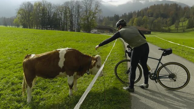 A funny autumn video of a man on a gravel bike in Bavaria, Germany. He stops by a cow pasture and pets one cow, causing the rest of the curious herd to run over for attention