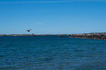 Fototapeta premium A flock of geese is flying over the sea, off the coast of Sweden.