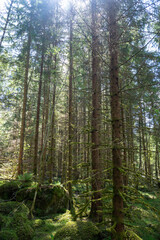 Obraz premium Moss-covered boulders in a green forest