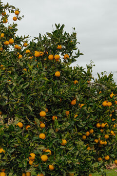 oranges on tree