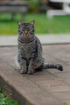 cat in the garden