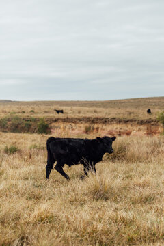 Angus cattle farm in the pampas